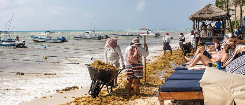 Braunalgen in der Karibik: Ein wachsendes Problem
