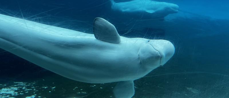 Die Zukunft der Belugawale in Kanada