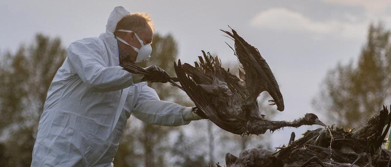 Vogelgrippe: Eine Gefahr für Europas Vögel