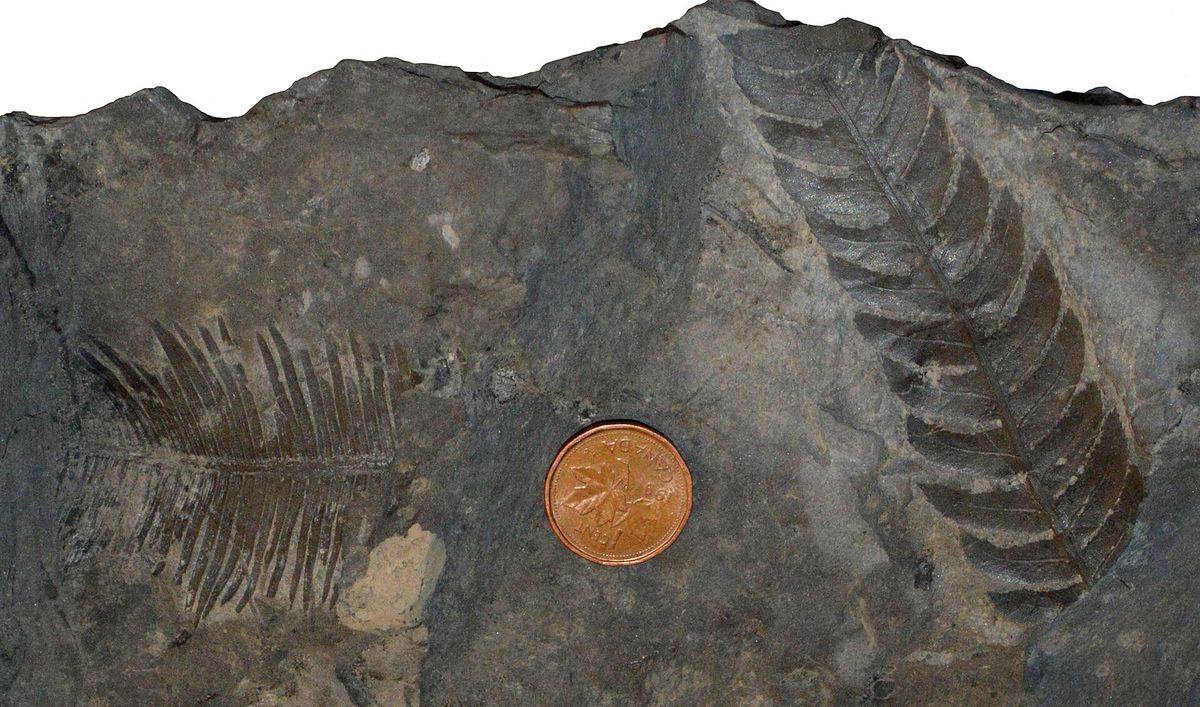 Paläobotanische Sensation: 99 Millionen Jahre alter burmesischer Bernstein offenbart die evolutionären Wurzeln südostasiatischer Tropenwälder