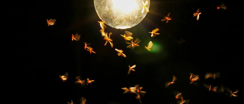 Künstliches Licht schadet den Insekten