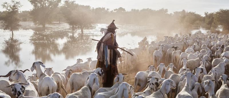 Hirten in Gefahr: Klimawandel bedroht Grasländer