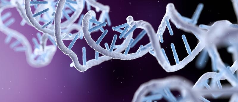 Die Entdeckung eines besonderen RNA-Moleküls