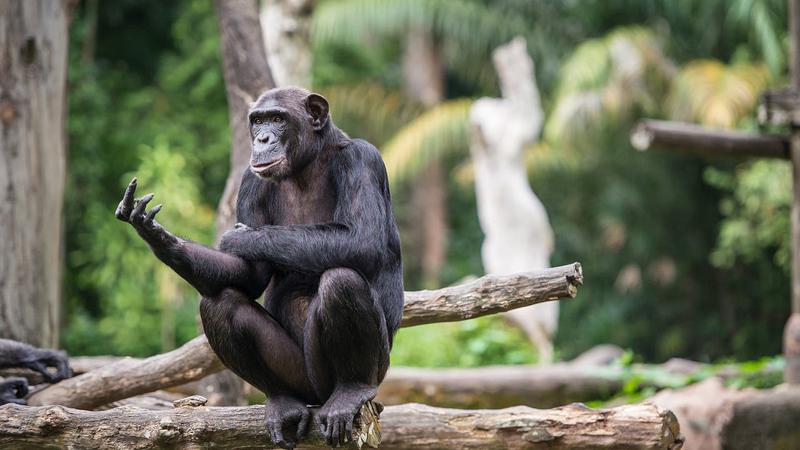 Warum kämpfen Schimpansen in Uganda?