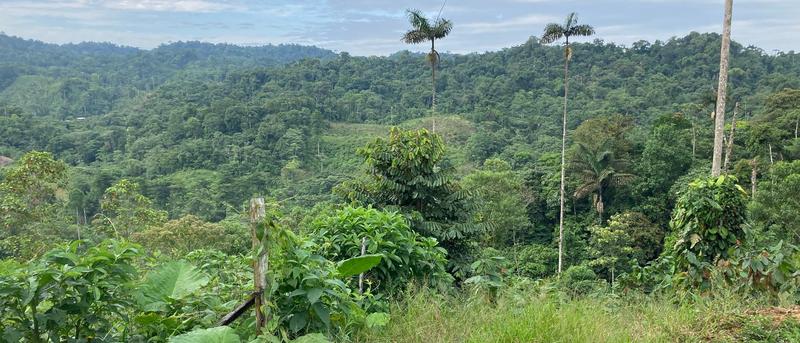 Die Erholung des Regenwalds nach der Abholzung