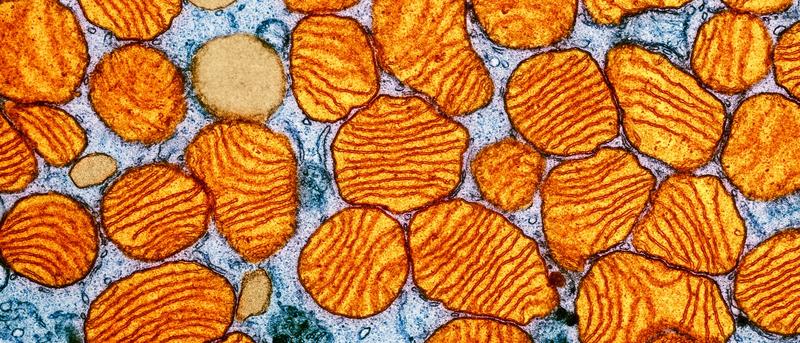 Mitochondrien: Die Kraftwerke unserer Zellen