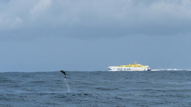 Schutzgebiet La Gomera: Tiere in Gefahr