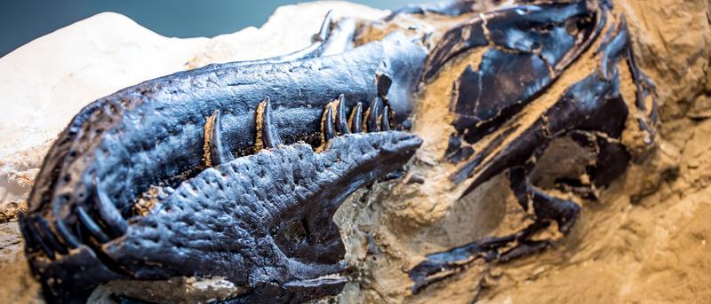 Nanotyrannus: Neue Erkenntnisse über einen umstrittenen Dinosaurier