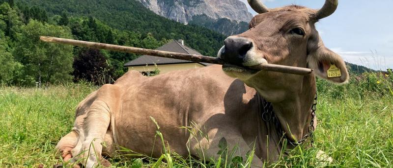 Eine Kuh zeigt, was sie kann: Veronikas Werkzeuggebrauch