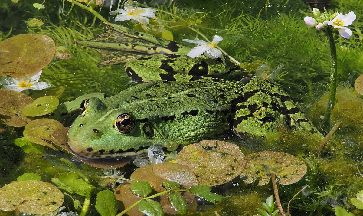 Amphibien: Evolution, Anpassung und ökologische Bedeutung