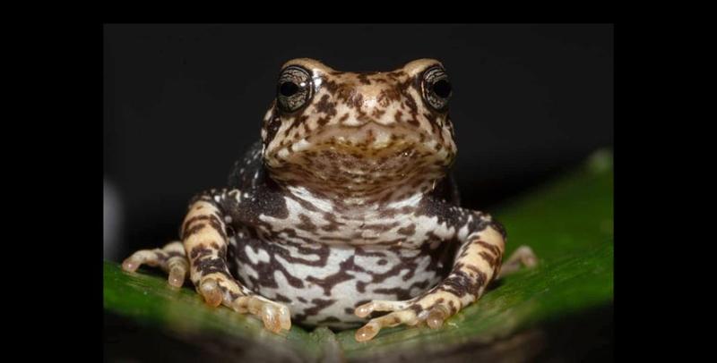 Afrikanische Baumkröten: Eine seltene Art der Fortpflanzung