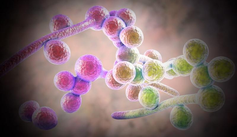 Wie ein harmloser Pilz Hautkrebs verschlimmert