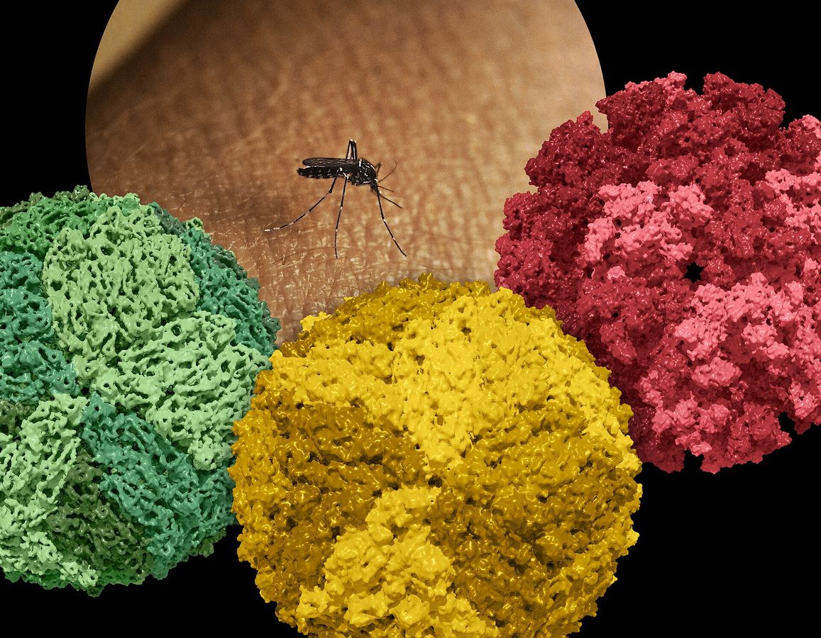 Chikungunya-Virus: Warum es jetzt auch in Deutschland gefährlich wird