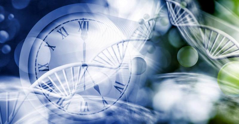 Wie funktioniert der neue Haartest für die innere Uhr?