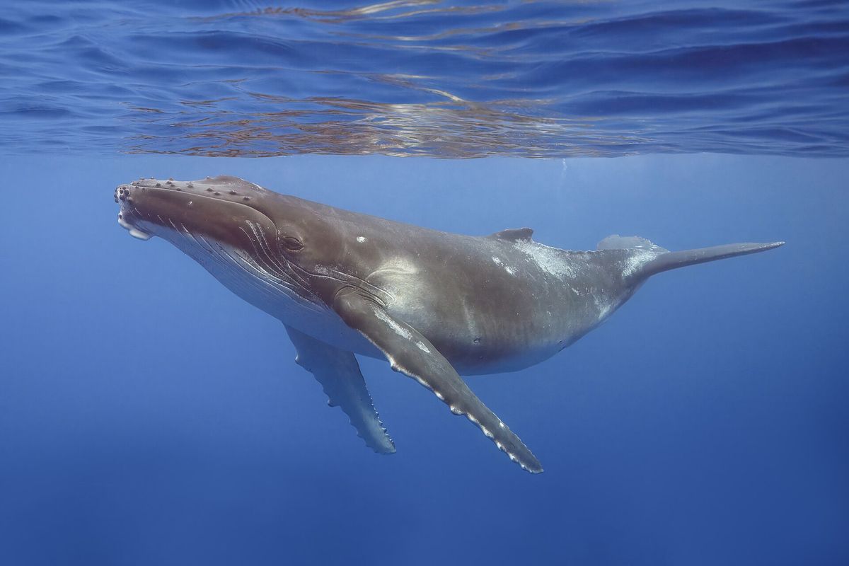 Das traurige Schicksal des Buckelwals in der Ostsee: Was wir daraus lernen müssen
