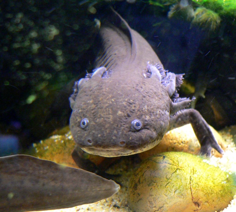 Der Axolotl: Ein Wundertier aus Mexiko