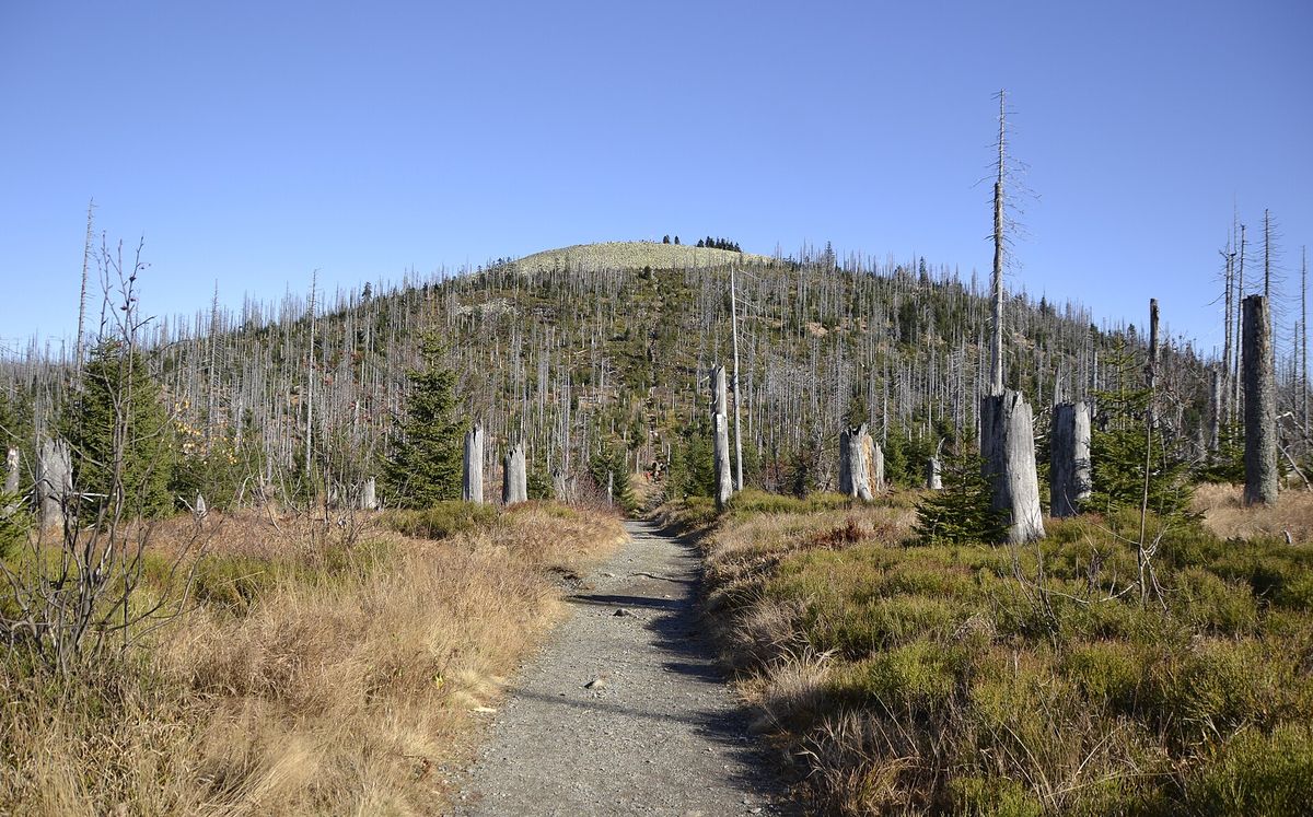 Der Nationalpark Bayerischer Wald – Ein Beispiel für natürliche Waldentwicklung