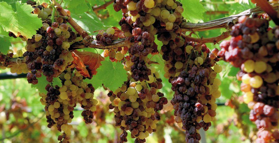 Die Herstellung von Wein vor langer Zeit