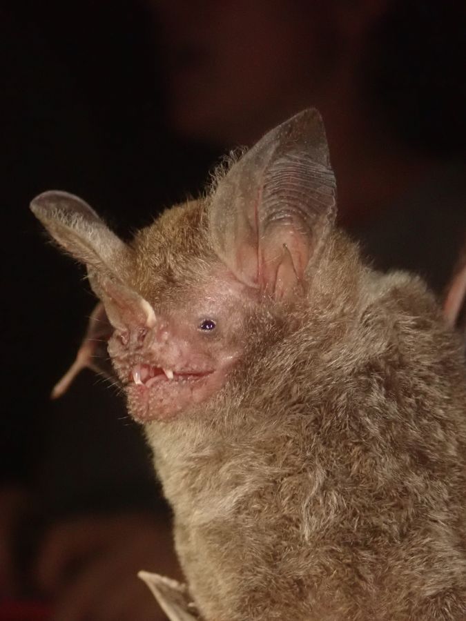 Die erfolgreiche Jagdstrategie der Fledermaus _Trachops cirrhosus_