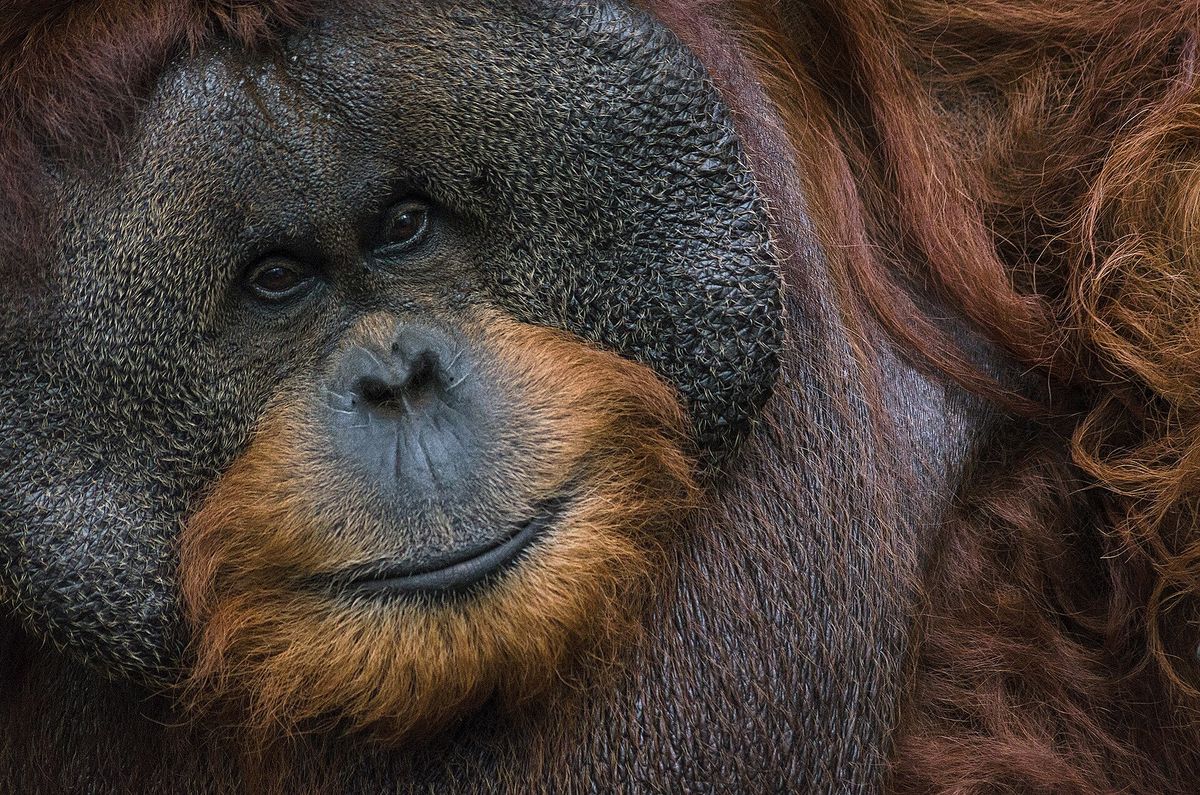 Das Lachen der Menschenaffen: Eine Verbindung zu uns