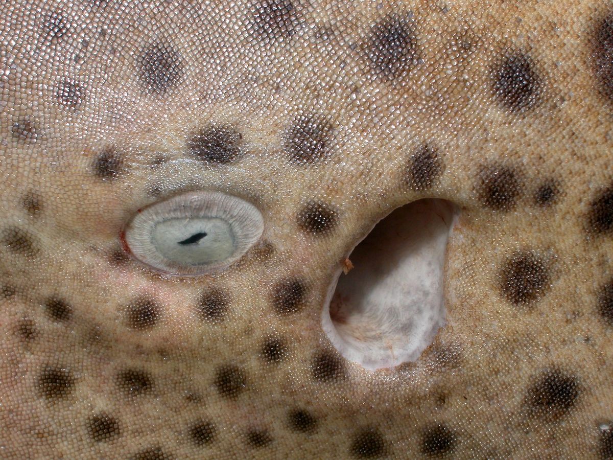 Einzigartige Augen: Wie Tiefseefische sehen