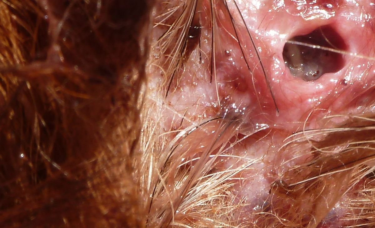 Die Gefahr durch parasitäre Fliegenmaden