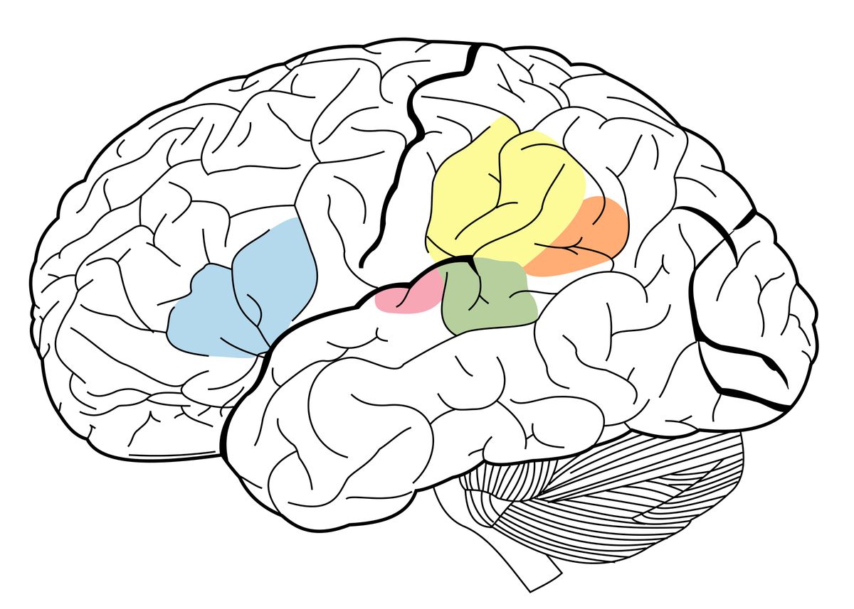 Multitasking: Warum unser Gehirn nicht alles gleichzeitig schafft