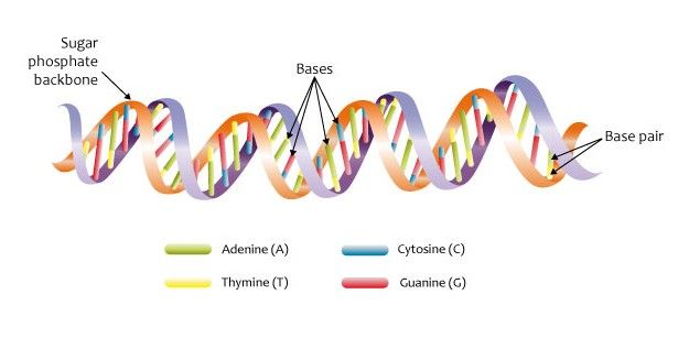 Die Helix – eine besondere Form