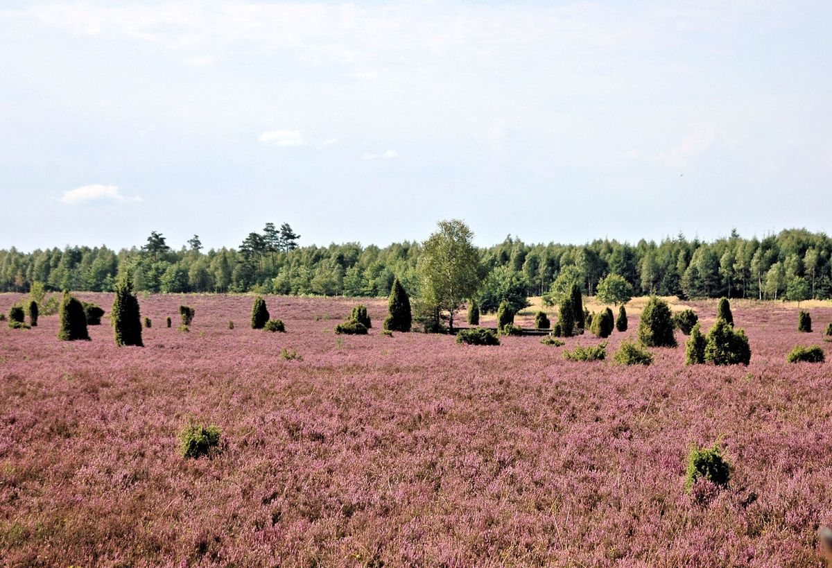 Die schöne Lüneburger Heide im Sommer