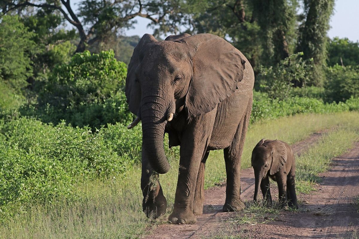 Die Vielfalt großer Pflanzenfresser in Afrika nimmt ab