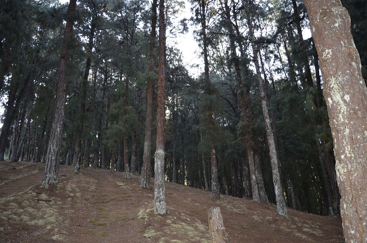 Eukalyptus in Spanien: Fluch oder Segen?
