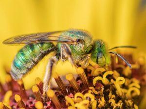 Bienen und ihr Farbwechsel: Wie das Wetter die Farbe verändert