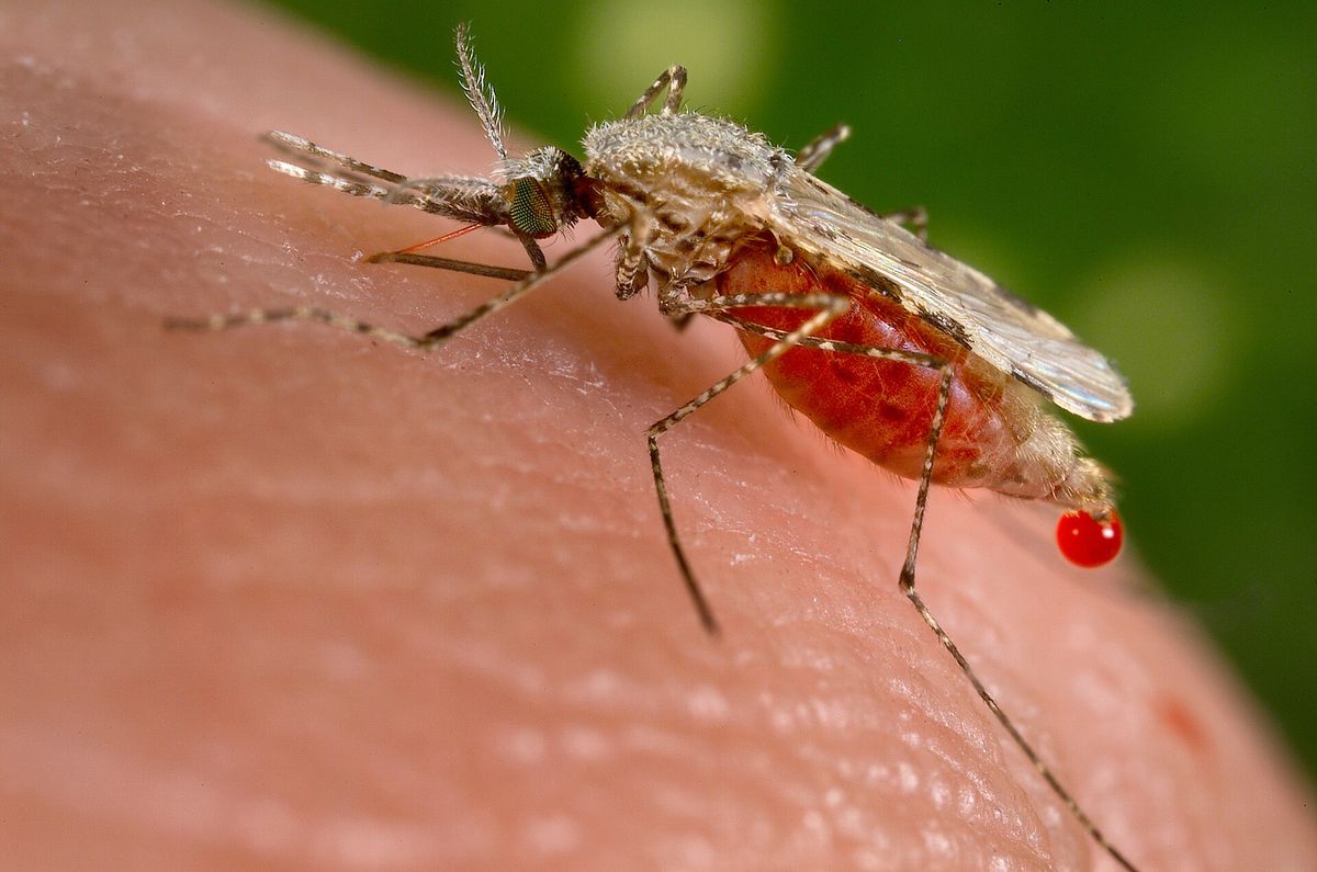 Flughafenmalaria: Seltene, aber gefährliche Infektionen in Frankfurt