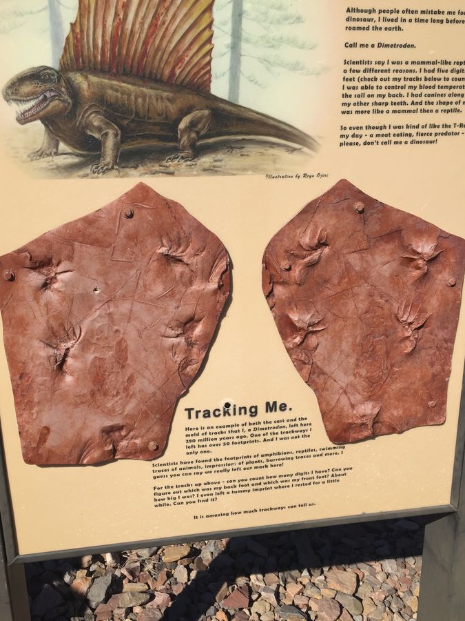 Einblick in die Urzeit: Die ältesten Reptilienschuppen