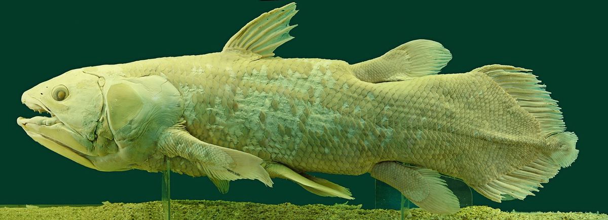 Ein besonderer Fisch aus der Urzeit