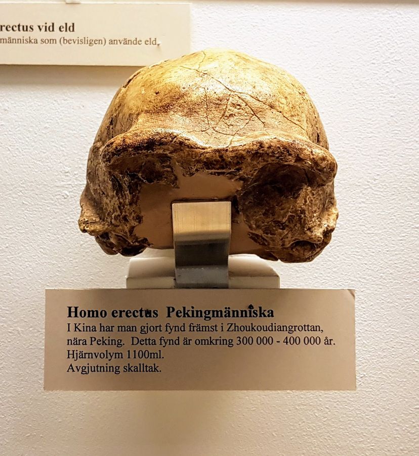 Wie schnell breitete sich *Homo erectus* in Asien aus?