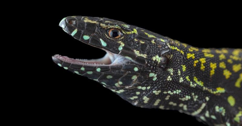 Warum die „Hulk“-Echse die anderen verdrängt