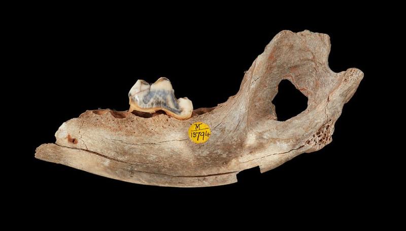 Die Geschichte der Hunde: Vom Wolf zum Haustier