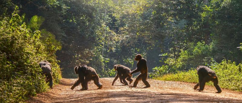 Graecopithecus und die Revision der Hypothesen zur Entstehung des aufrechten Gangs
