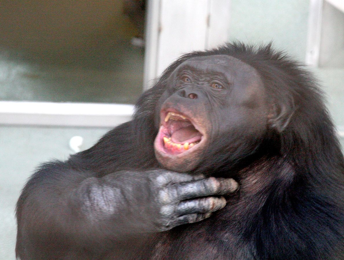 Kanzi: Der Bonobo mit Vorstellungskraft