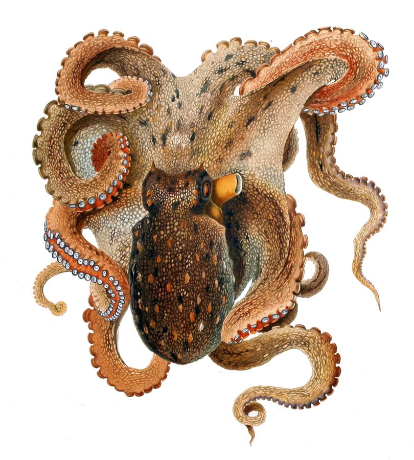 Klimawandel verändert das Meer: Warum Kraken nach England kamen