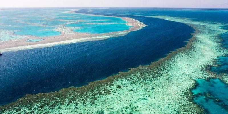 Wie Korallen leben und überleben