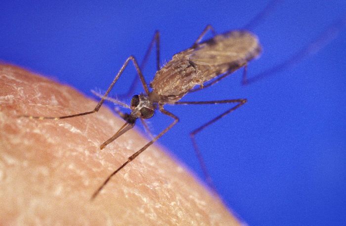 Malaria in Afrika: Eine große Gefahr