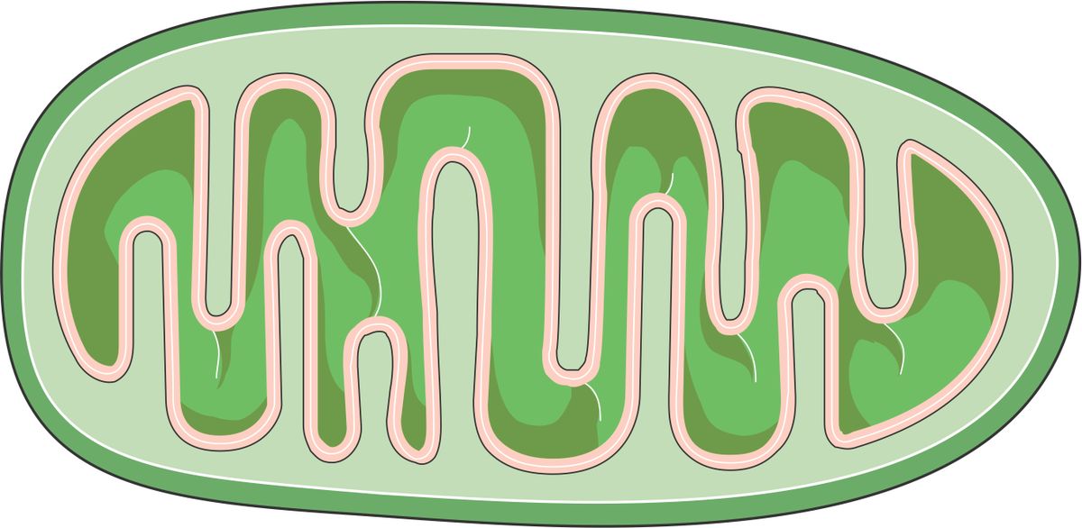 Mitochondrien: Die Kraftwerke unserer Zellen