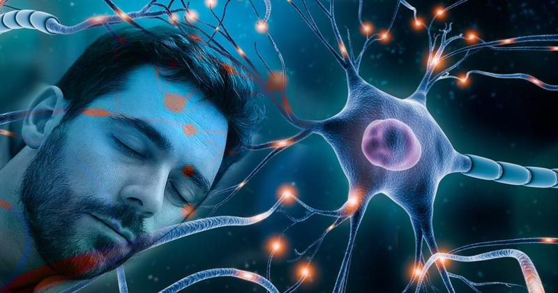 Warum ein Mittagsschlaf deinem Gehirn hilft