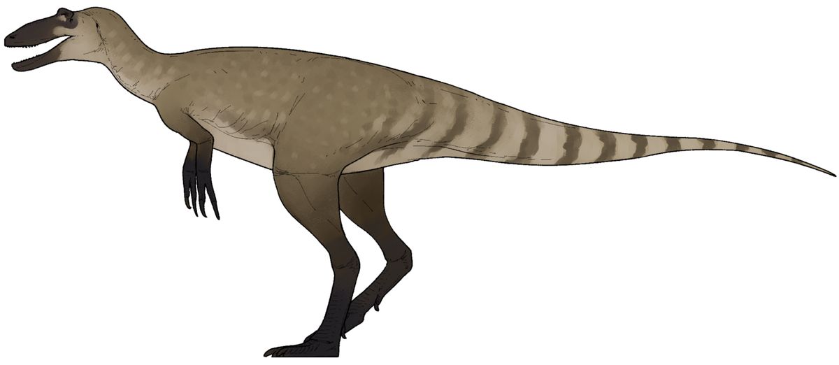 Nanotyrannus: Neue Erkenntnisse über einen umstrittenen Dinosaurier
