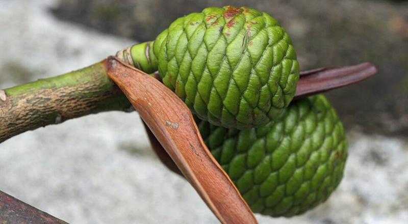 Natürliche Kachelmuster: Schön und nützlich