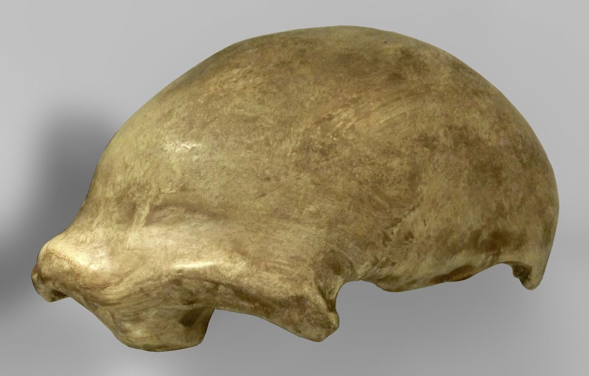 Neandertaler: Überraschende Fähigkeiten in der Zahnmedizin