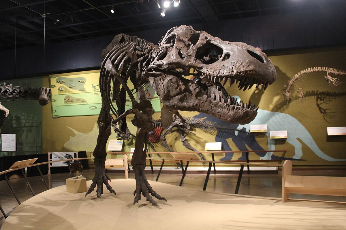 Wie der T. rex zum Riesen wurde