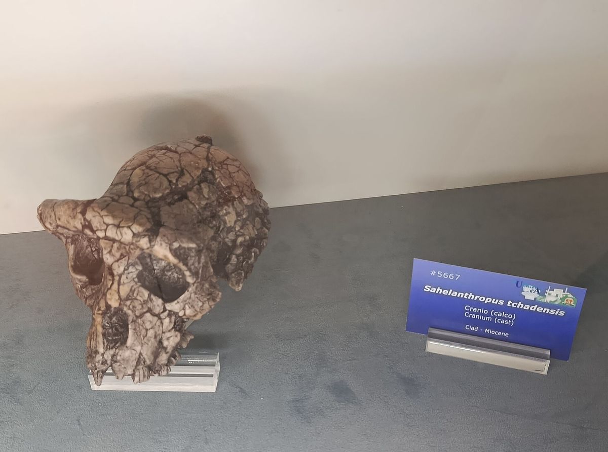 Sahelanthropus: Der älteste Vorfahre des Menschen?